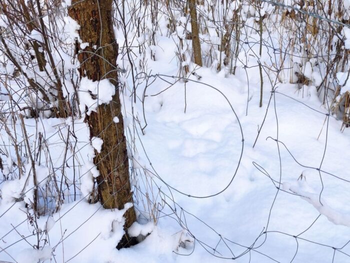kłusownictwo, wnyki w lesie, Nadleśnictwa Orneta, Adam Siemakowicz, RDLP w Olsztynie