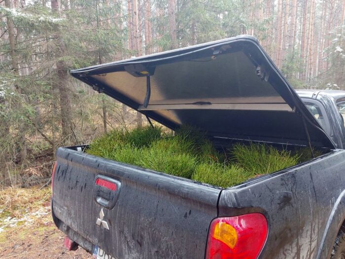 kradzież borówek, Nadleśnictwo Bolesławiec, RDLP we Wrocławiu