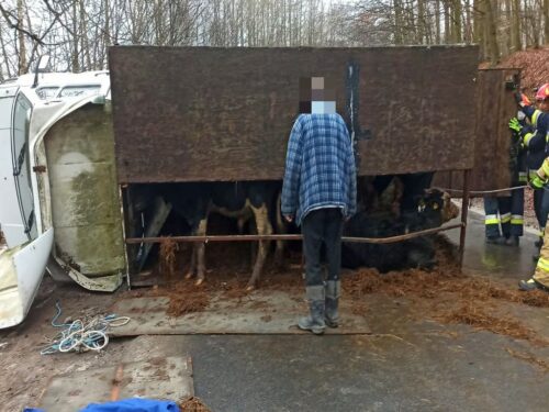 brazylia, ekport mięsa, wołowina, drób