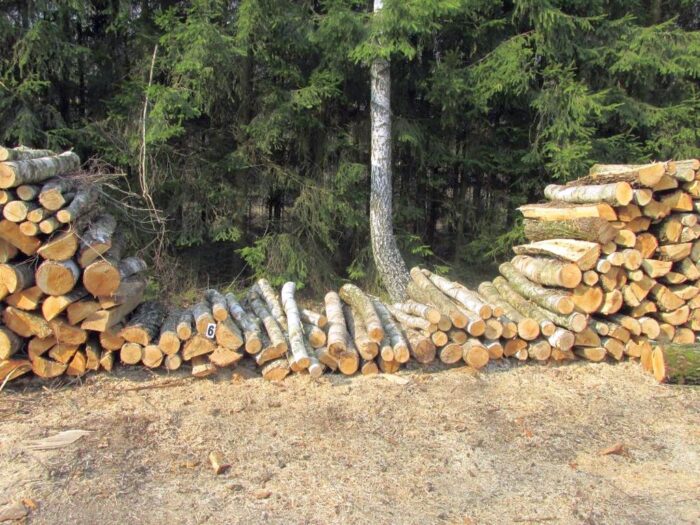 Lasy Państwowe, wycinka drzew, pozyskiwanie drewna, mapa Zanim wytną Twój las