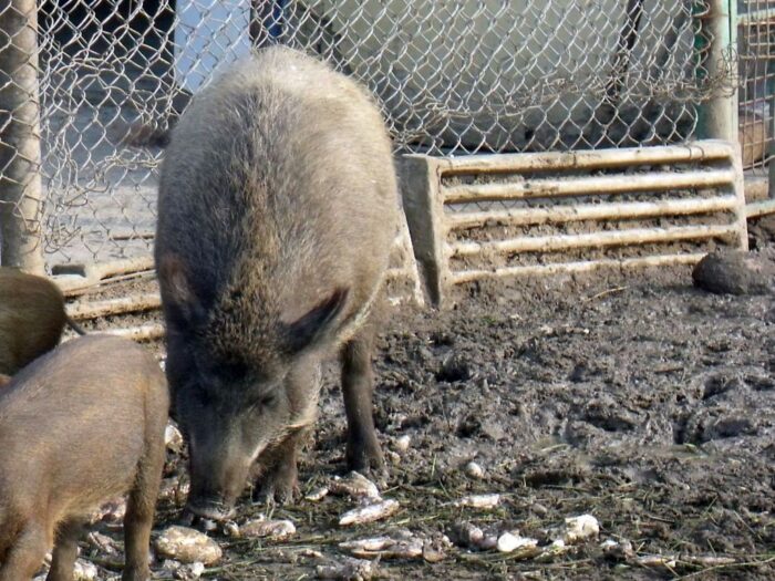 szkody, rolnicy, straty, prawo, przepisy, Prawo łowieckie, PIR, protest