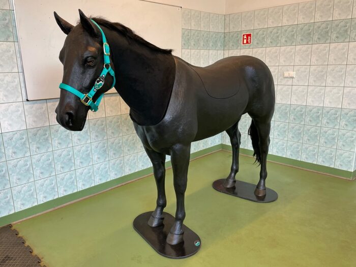 Uniwersytet Przyrodniczy we Wrocławiu, fantomy krowy i klaczy,Jolanta Cianciara, Artur Niedźwiedź