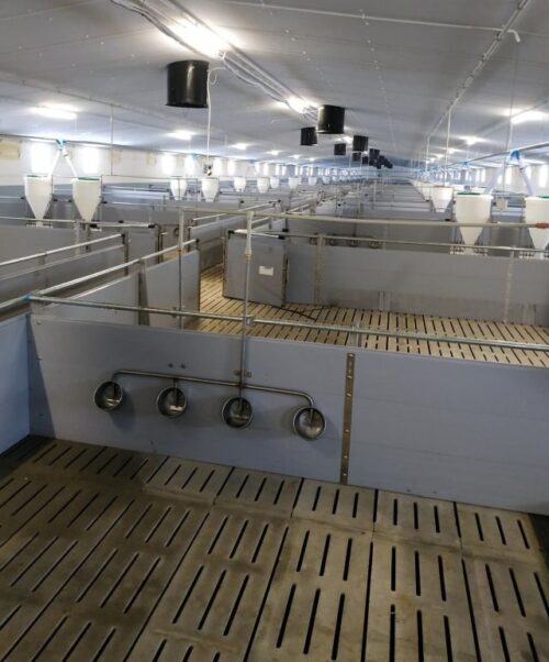 chlewnia, tuczarnia, Gobarto, Gobarto 500, tuczniki, pasza, żywienie tuczników, trzoda chlewna, żywiec wieprzowy