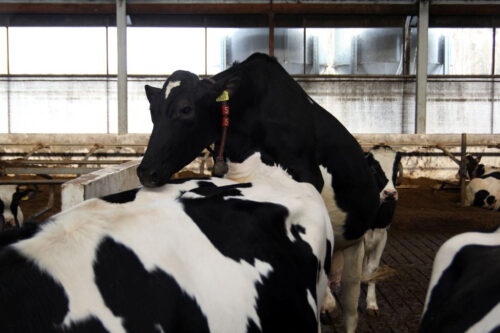 PFHBiPM, ocena użytkowości mlecznej, rozród krów, okres międzywycieleniowy, okres międzyciążowy, wiek 1 wycielenia