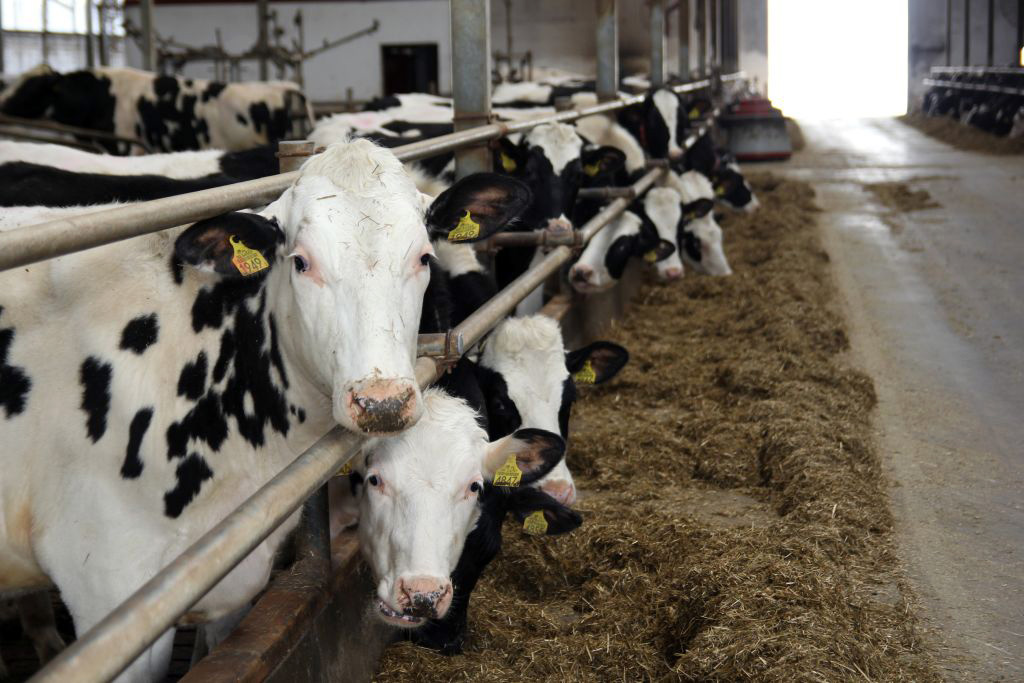 redukcja emisji tlenku azotu, Holandia, hodowla zwierząt, protesty rolników