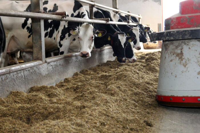 Adam Guzel, krowy mleczne, bydło mleczne, cielęta, jałówki, separat z gnojowicy, produkcja mleka, hodowcy bydła, TMR