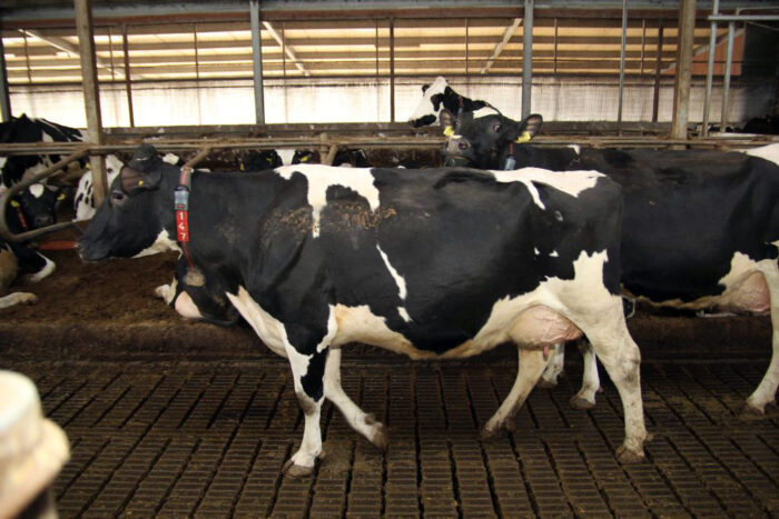 lokomocja, BCS, PFHBiPM, IZ-PIB, krowy mleczne, jałówki, buhaje, ocena wartości hodowlanej, PHF, bydło mleczne, krowy