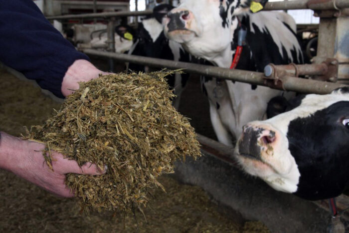 Okiem doradcy, Hoduj z Głową Bydło, Natalia Czarzasta, Trouw Nutrition, białko w mleku, procent białka,