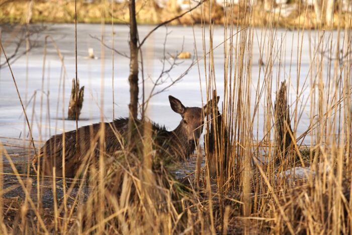 Nadleśnictwo Żednia, Sokole, powat białostocki, atak psów na jelenia