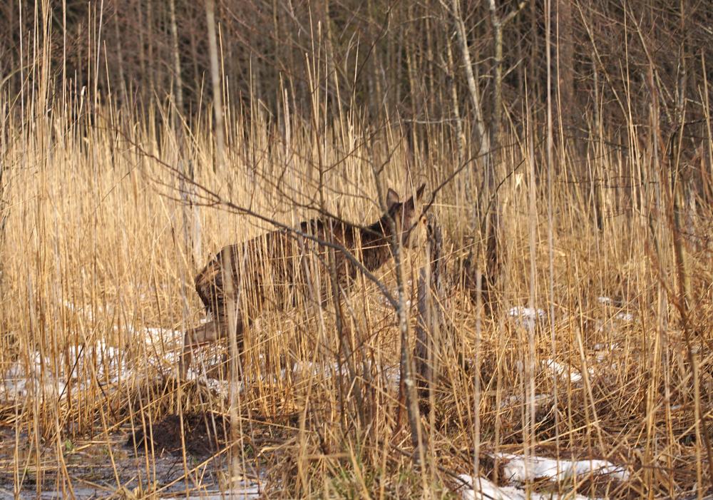 Nadleśnictwo Żednia, Sokole, powat białostocki, atak psów na jelenia