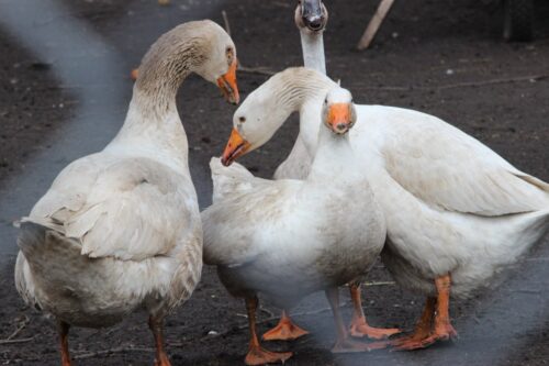 grypa ptaków, drób, ognisko ptasiej grypy w powiecie ostrzeszowskim