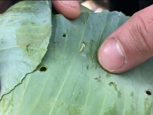 kapusta, warzywa, ministerstwo rolnictwa, Dow AgroSciences Polska, instrukcja, etykieta