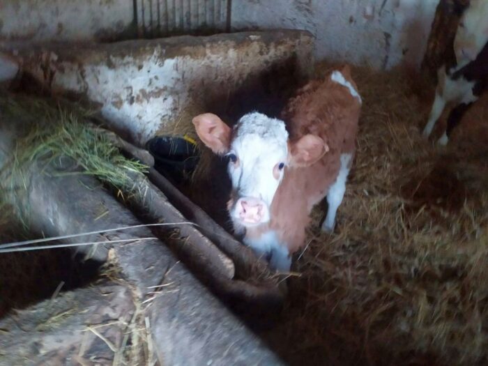 kradzieże w gospodarstwach, kradzież drewna, gmina Skoki, gmina Kąkolewnica, powiat radzyński