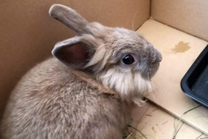 wirus, króliki domowe,