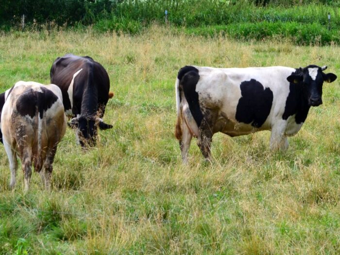 UTP w Bydgoszczy, projekt Zielone mleko, projekt Nova trawa, prow 2014-2020