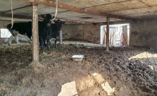 korowy pogłowie obora