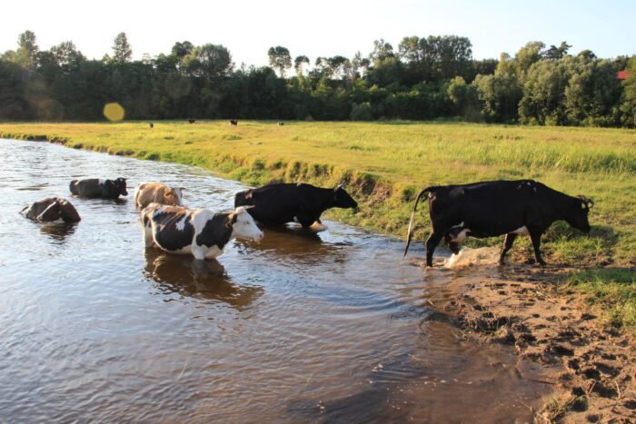 krowy na wyspie, ewakuacja stada, krowy w dobrej kondycji, Kępa Ośnicka