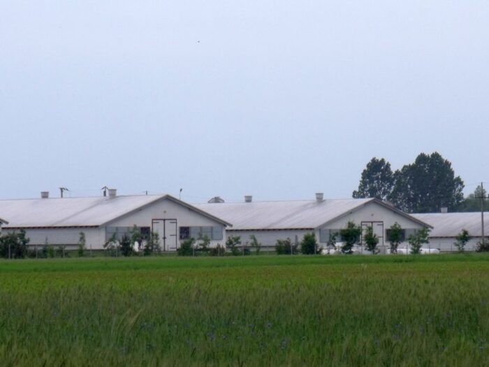 grypa ptaków, powiat żuromiński, Chromakowo, Jarosław Gałka