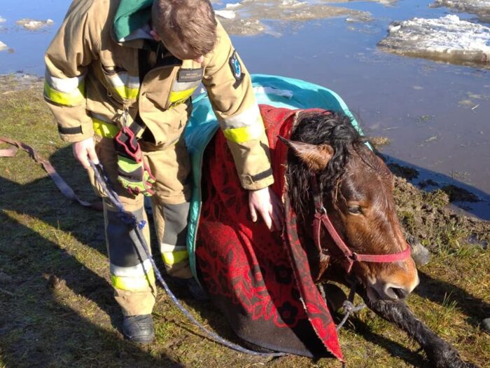 lód załamał się pod zwierzętami, Jezioro Płocice, Jezioro Marianowskie, jezioro Ińsko