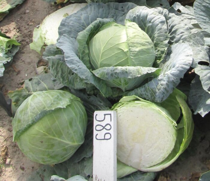 nowe odmiany kapusty, odmiana Michalina, odmiana Małgosia, odmiany mieszańcowe kapusty, Instytut Ogrodnictwa