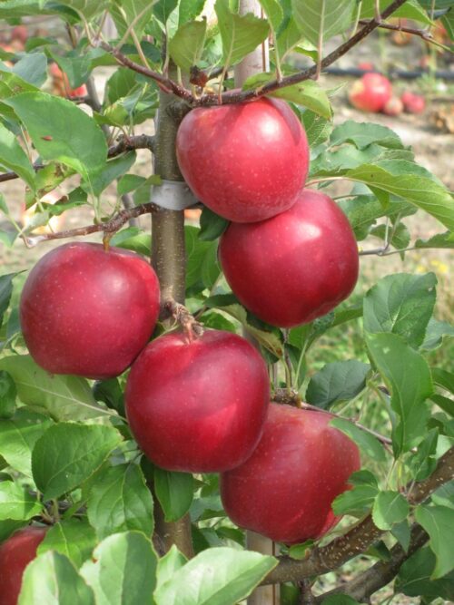 Instytut Ogrodnictwa w Skierniewicach, odmiana Ligol Red, wyróżnienie ministra rolnictwa,