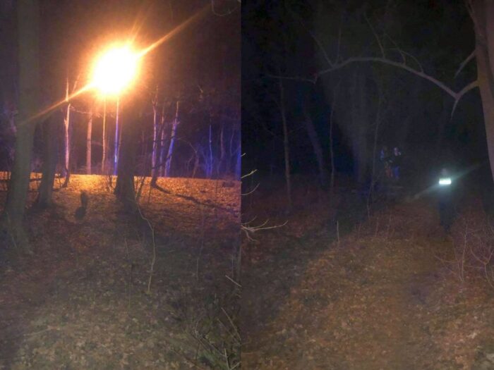 atak dzika w poznaniu, Las Dębiński w Poznaniu, Straż Miejska Poznań