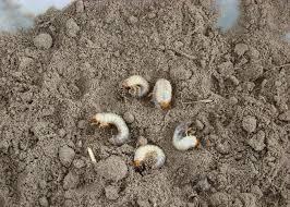 pędraki, zwalczanie pędraków, Instytut Ogrodnictwa w Skierniewicach, chrabąszcz majowy, glebogryzarka,