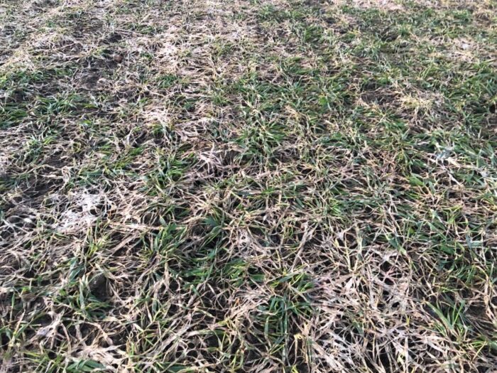 pleśń śniegowa, pałecznica zbóż i traw, chowacze łodygowe, chowacz brukwiaczek, komunikat fitosanitarny ProCam