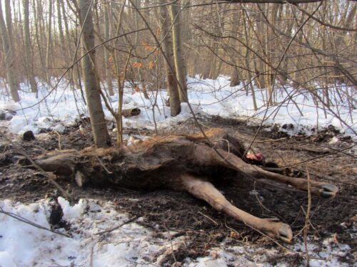 cena poroża, Straż Leśna, Nadleśnictwo Jarosław, RDLP w Krośnie, zbieracze poroża, kłusownictwo