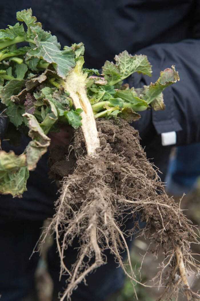 mikroelementy, nawożenie rzepaku mikroelementami, niedobór boru, mangan, nawozy dolistne, chelaty