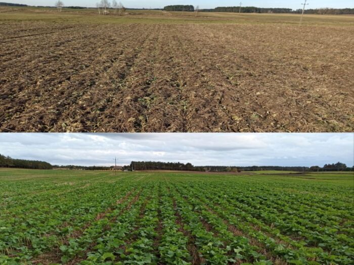 Juliusz Młodecki, Polska Koalicja Biopaliw i Pasz Białkowych, biopaliwa, Adam Stępień