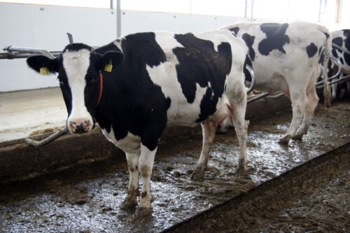 Zdrowe Wymię, higiena udojowa, strzyk, wymię, mastitis, środowisko, legowisko, dój, korytarz przepędowy, bakterie