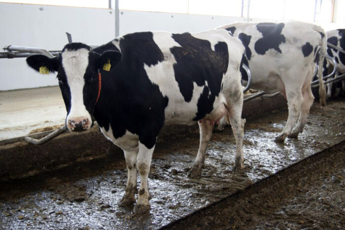 Zdrowe Wymię, higiena udojowa, strzyk, wymię, mastitis, środowisko, legowisko, dój, korytarz przepędowy, bakterie