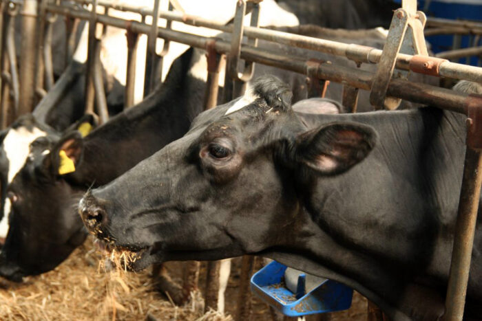 MSD Animal Health, kolczyki Allflex TST, Allflex Livestock Intelligence, próbka DNA, certyfikat ICAR, eradykacja BVD-MD