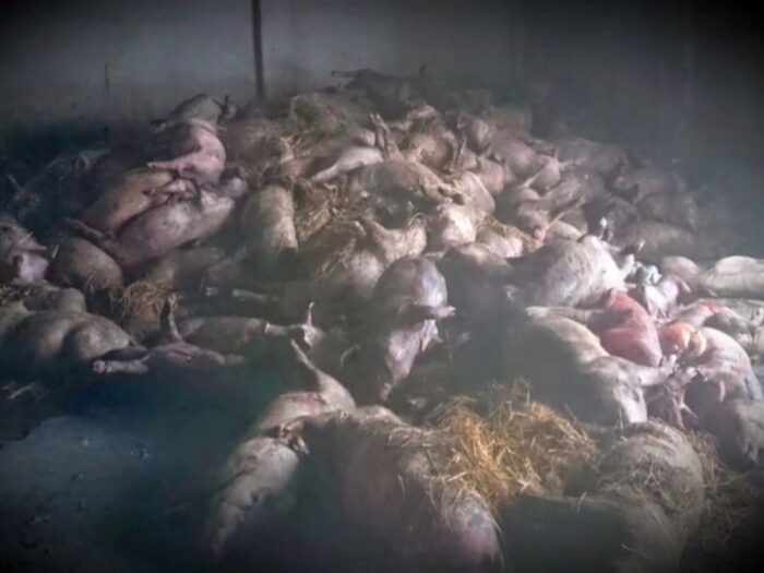 hodowla trzody chlewnej, awaria wentylacji w chlewni, michał kołodziejczak, agrounia