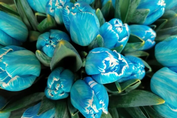 rynek hurtowy w broniszach, bronisze, sprzedaż kwiatów, tulipany niebieskie, Anna Kaszewiak