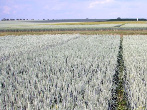 strategie grains, unijny eksport zbóż, rynek zbóż, pszenica