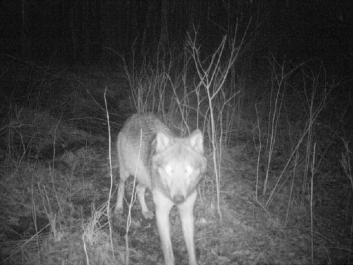 ataki wilków, hodowla danieli, powiat oleśnicki, swarzędz, Jacek Przygocki