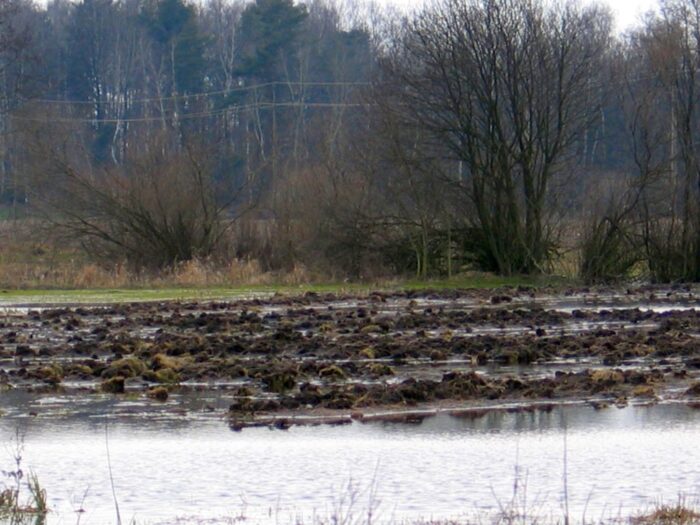 woda na polach i łąkach, utrudnione zbiory zbóż, żniwa, Pomorze Zachodnie