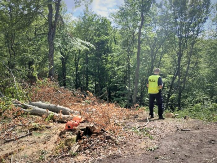 wycinka drzew, Brzęczkowice, Jarosław Buhl, Agnieszka Nierychła