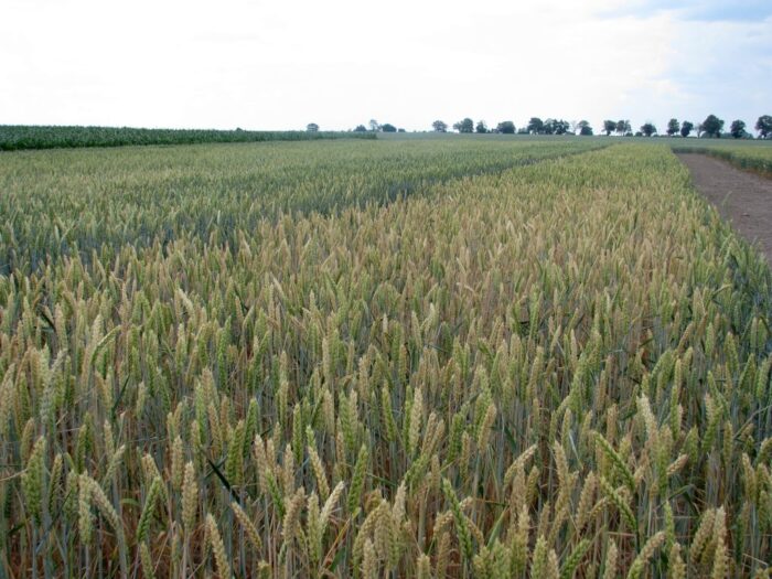 produkcja zbóż, pszenica, zboża paszowe
