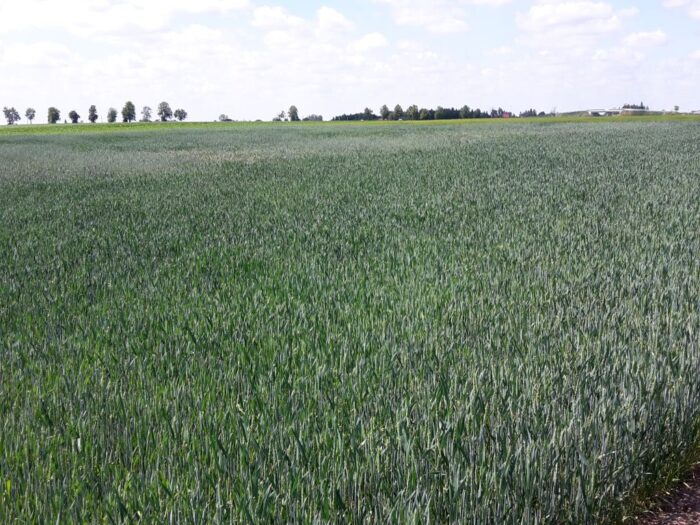 produkcja zbóż, pszenica, zboża paszowe