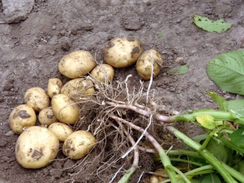 przetwórstwo ziemniaków, lubelszczyzna, Zbigniew Wojciechowski