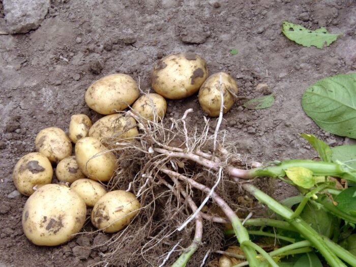 przetwórstwo ziemniaków, lubelszczyzna, Zbigniew Wojciechowski