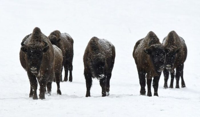żubr, liczenie żubrów, bieszczady, puszcza augustowska, edward marszałek