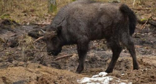 żubry, Puszcza Białowieska