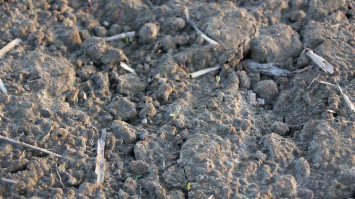 przymrozki, burak cukrowy, wpływ przymrozków na buraka cukrowego, wschody buraka cukrowego, KZPBC, Rafał Strachota