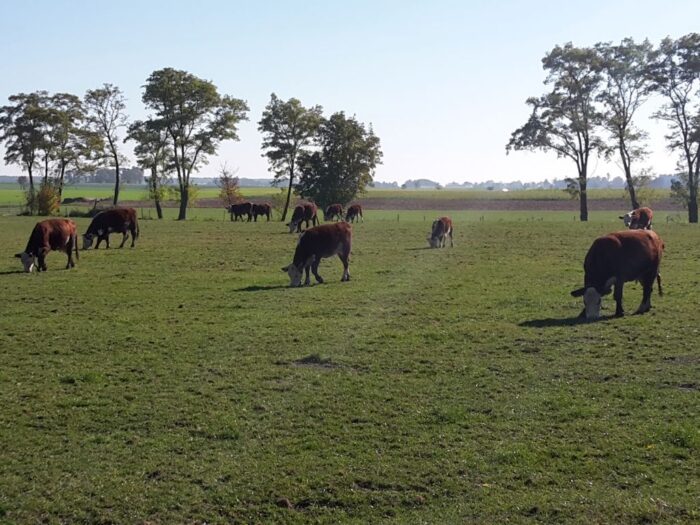 brazylia, ekport mięsa, wołowina, drób
