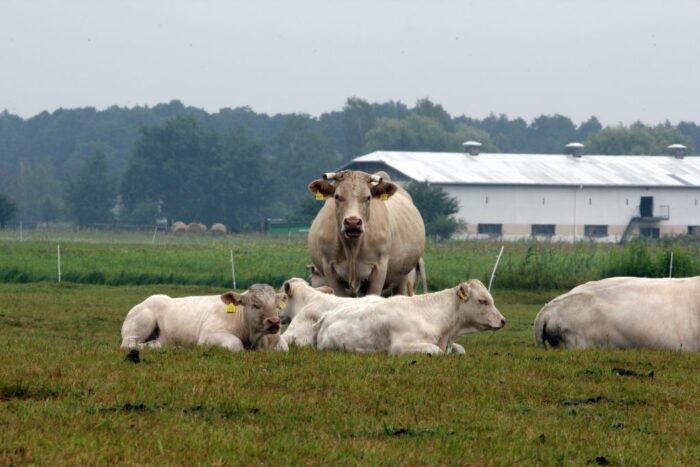 #hodowcyrazem, bydło mleczne, bydło mięsne, trzoda chlewna, drób, zużycie wody, mięso czerwone, reklama mięsa, mleko