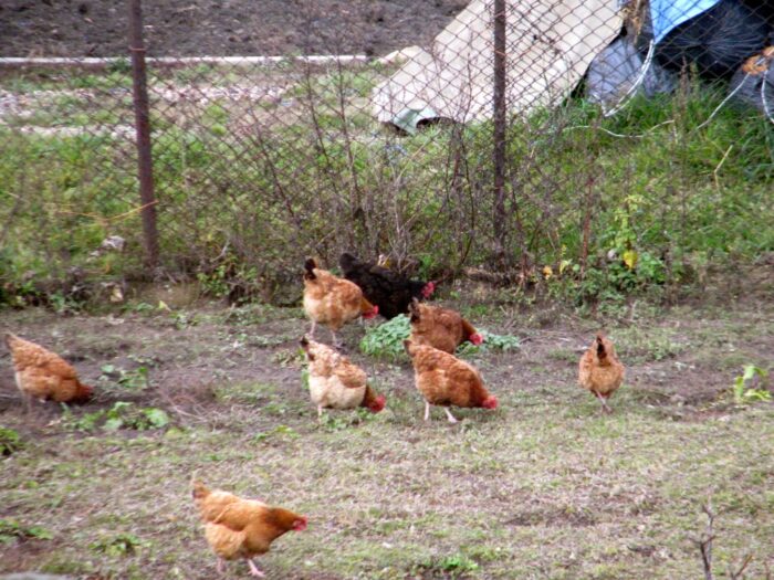 produkcja drobiu, rynek mięsa, komisja europejska